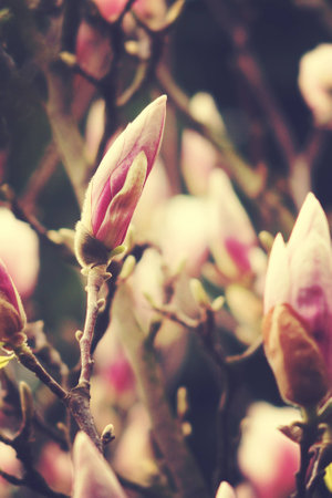 beautiful delicate white spring magnolia blossom on a tree branch in the gardenの写真素材
