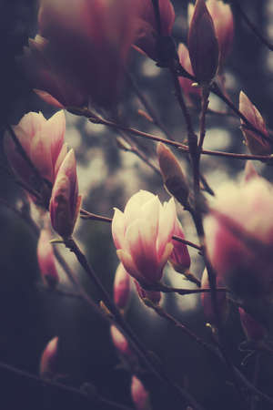 beautiful delicate white spring magnolia blossom on a tree branch in the gardenの写真素材