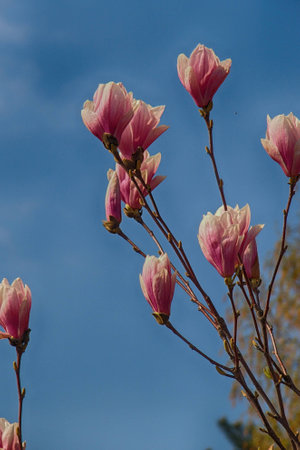 beautiful delicate white spring magnolia blossom on a tree branch in the gardenの写真素材