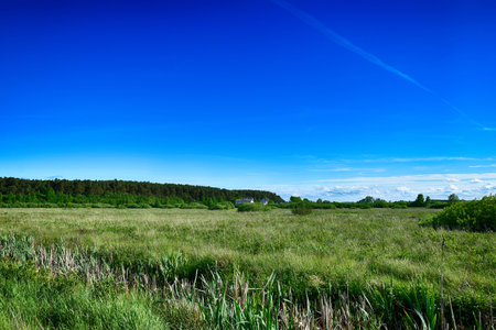 beautiful picturesque spring landscape with blue sky and green fieldsの写真素材