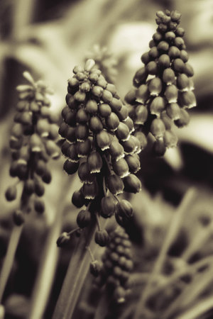 beautiful small sapphire flowers growing in a green spring gardenの写真素材