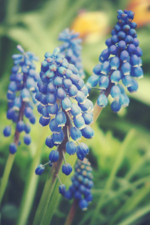 beautiful small sapphire flowers growing in a green spring gardenの写真素材