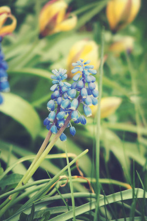 beautiful small sapphire flowers growing in a green spring gardenの写真素材