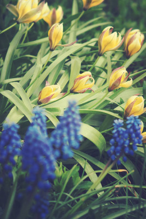 beautiful small sapphire flowers growing in a green spring gardenの写真素材