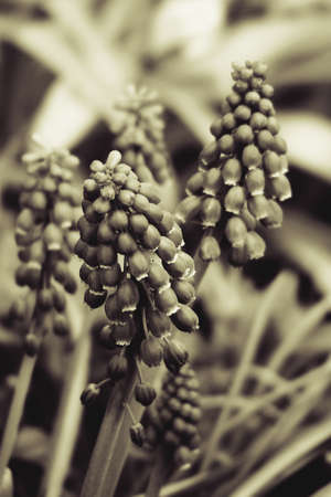 beautiful small sapphire flowers growing in a green spring gardenの写真素材