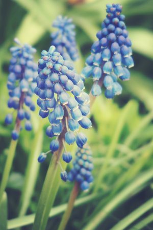 beautiful small sapphire flowers growing in a green spring gardenの写真素材