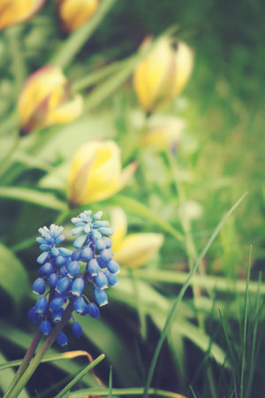 beautiful small sapphire flowers growing in a green spring gardenの写真素材