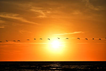 beautiful landscape with the setting sun at the Baltic Sea and the key of swans flying in the springの写真素材