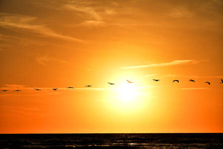 beautiful landscape with the setting sun at the Baltic Sea and the key of swans flying in the springの写真素材