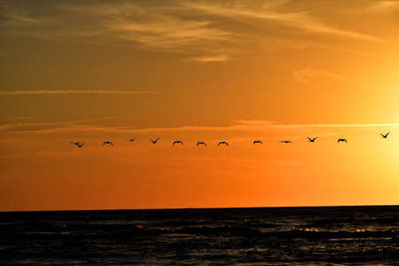beautiful landscape with the setting sun at the Baltic Sea and the key of swans flying in the springの写真素材
