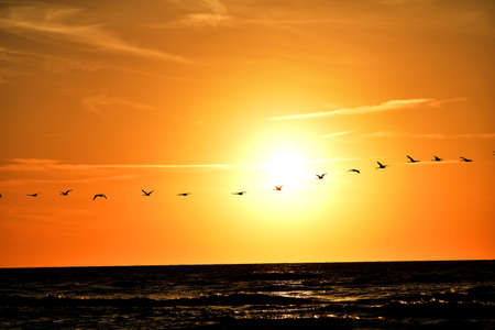 beautiful landscape with the setting sun at the Baltic Sea and the key of swans flying in the springの写真素材