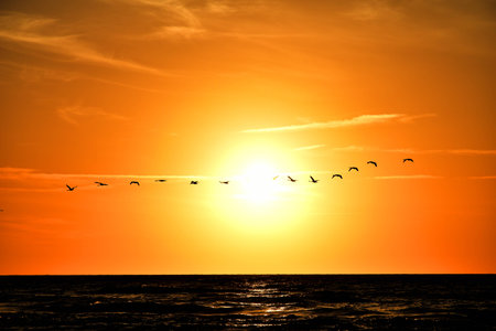 beautiful landscape with the setting sun at the Baltic Sea and the key of swans flying in the springの写真素材