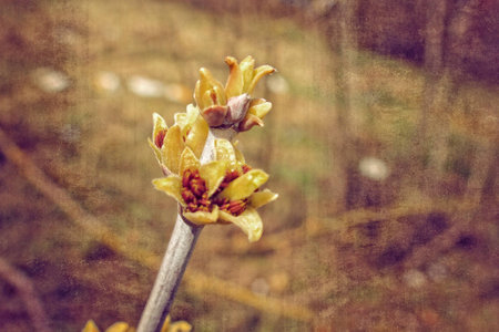 beautiful original twig of a tree blossoming in early spring in brownの写真素材