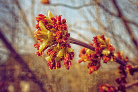 beautiful original twig of a tree blossoming in early spring in brownの写真素材