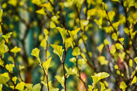 beautiful first spring bright green leaves on a small bush
