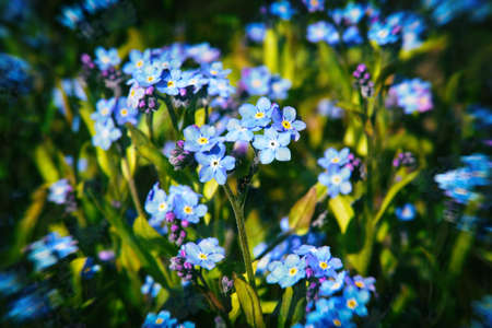 beautiful charming forget-me-nots growing in a green garden in the warm spring sunの写真素材