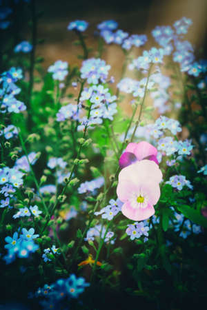 beautiful colorful pansy growing in the garden among blue forget-me-notsの写真素材