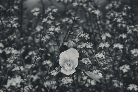 beautiful colorful pansy growing in the garden among blue forget-me-notsの写真素材