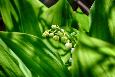 beautiful spring May lily of the valley growing among green leaves in a green gardenの写真素材