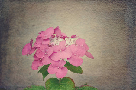 beautiful summer pink hydrangea flower growing in the gardenの写真素材