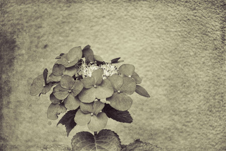 beautiful summer pink hydrangea flower growing in the gardenの写真素材