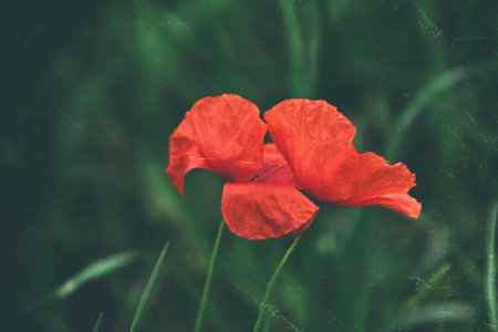 beautiful delicate summer red poppy flower growing on a green meadowの写真素材