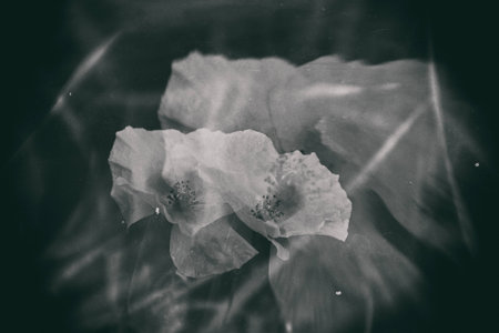 beautiful delicate summer red poppy flower growing on a green meadowの写真素材