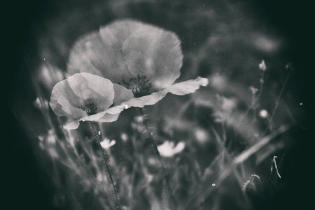 beautiful delicate summer red poppy flower growing on a green meadowの写真素材