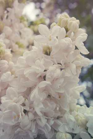 beautiful springtime colorful twig of a lilac bush with flowers and leaves