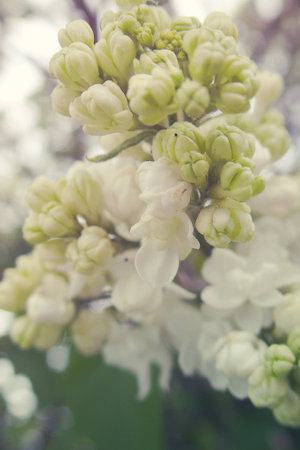 beautiful springtime colorful twig of a lilac bush with flowers and leavesの写真素材