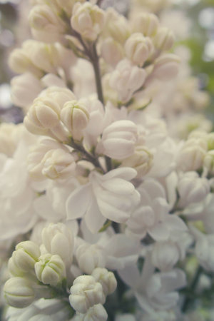 beautiful springtime colorful twig of a lilac bush with flowers and leavesの写真素材