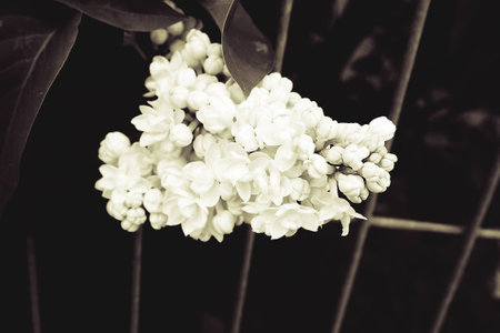 beautiful springtime colorful twig of a lilac bush with flowers and leavesの写真素材