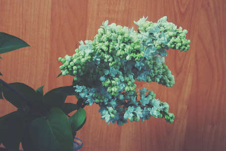 beautiful springtime colorful twig of a lilac bush with flowers and leavesの写真素材