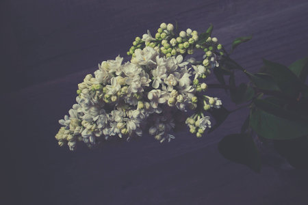 beautiful springtime colorful twig of a lilac bush with flowers and leavesの写真素材