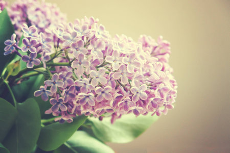 beautiful springtime colorful twig of a lilac bush with flowers and leavesの写真素材