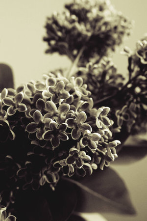 beautiful springtime colorful twig of a lilac bush with flowers and leavesの写真素材