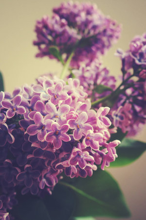 beautiful springtime colorful twig of a lilac bush with flowers and leavesの写真素材
