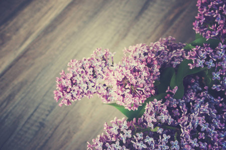 beautiful springtime colorful twig of a lilac bush with flowers and leaves