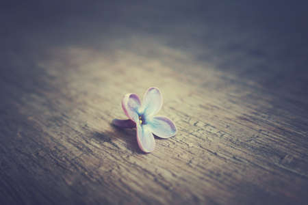 single beautiful lonely flower of spring lilac on a wooden backgroundの写真素材