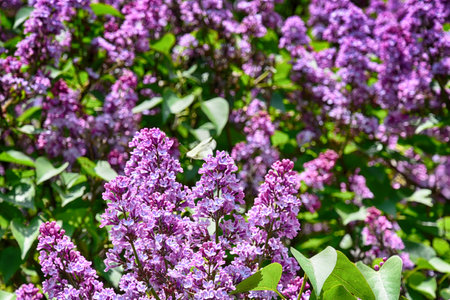 beautiful springtime colorful twig of a lilac bush with flowers and leavesの写真素材