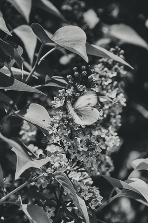 beautiful springtime colorful twig of a lilac bush with flowers and leavesの写真素材