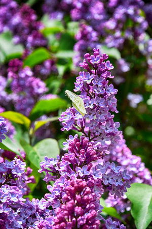 beautiful springtime colorful twig of a lilac bush with flowers and leavesの写真素材