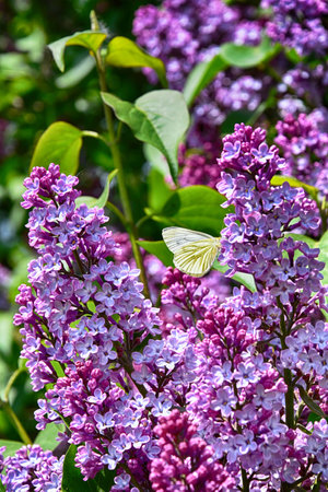 beautiful springtime colorful twig of a lilac bush with flowers and leavesの写真素材