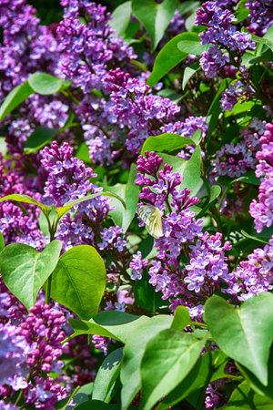 beautiful springtime colorful twig of a lilac bush with flowers and leaves