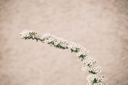 a beautiful spring shrub with small delicate delicate white flowersの写真素材