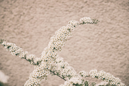 a beautiful spring shrub with small delicate delicate white flowersの写真素材