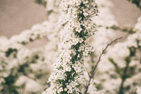 a beautiful spring shrub with small delicate delicate white flowersの写真素材