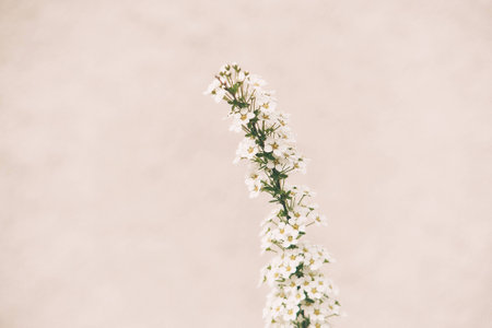 a beautiful spring shrub with small delicate delicate white flowersの写真素材