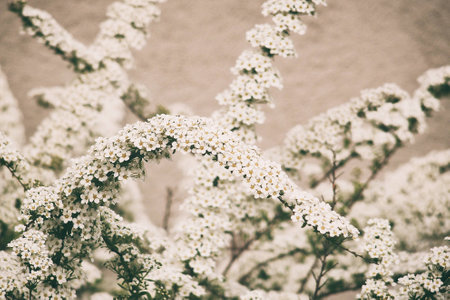 a beautiful spring shrub with small delicate delicate white flowers