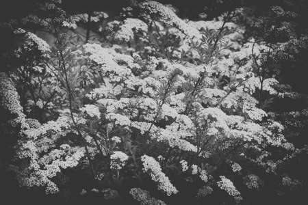 a beautiful spring shrub with small delicate delicate white flowersの写真素材